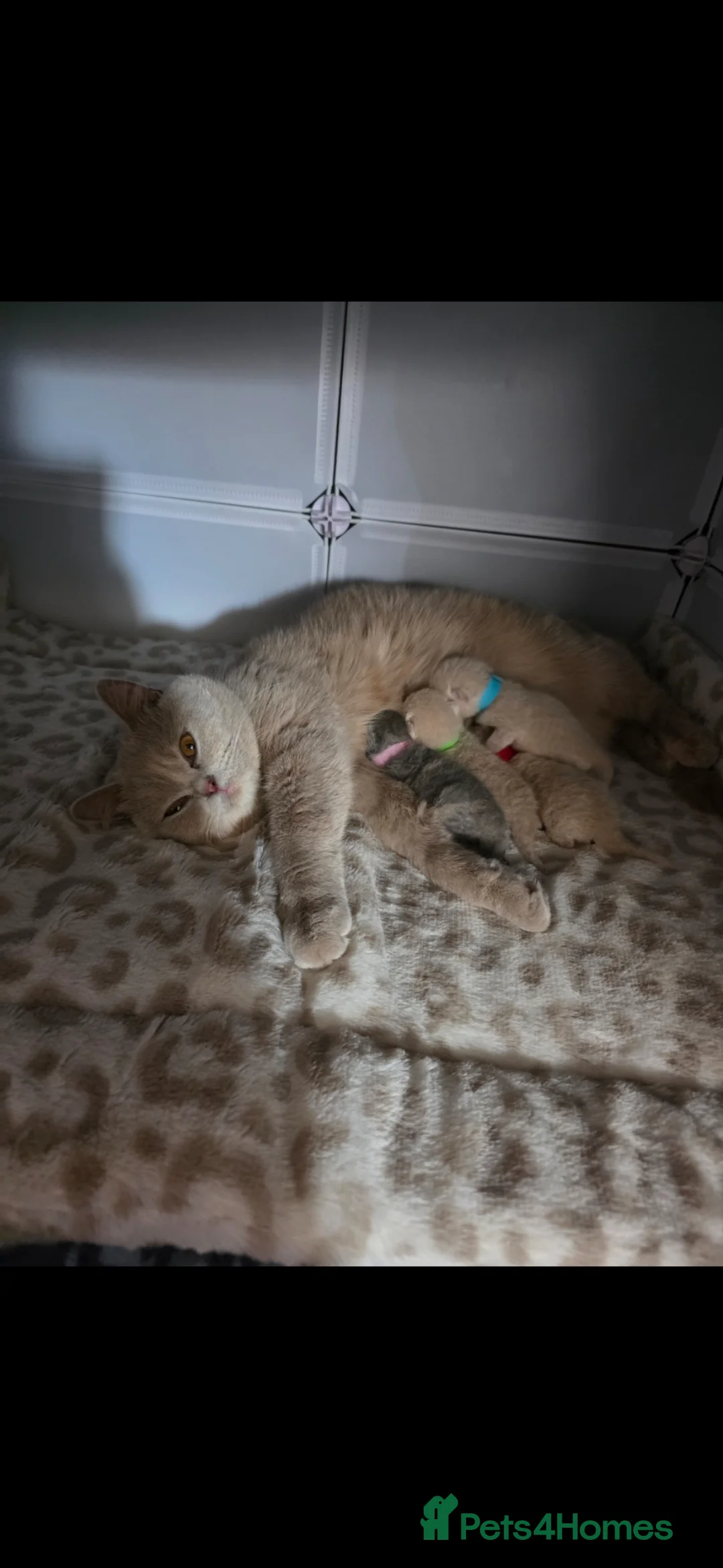 British Shorthair cats for sale: ✨ GCCF Registered Pedigree British Shorthairs - Advert 1