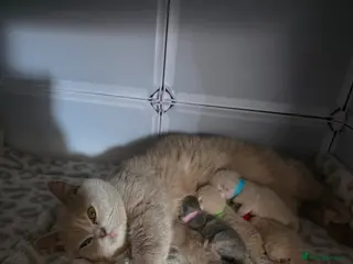 British Shorthair cats ✨ GCCF Registered Pedigree British Shorthairs - Advert 1