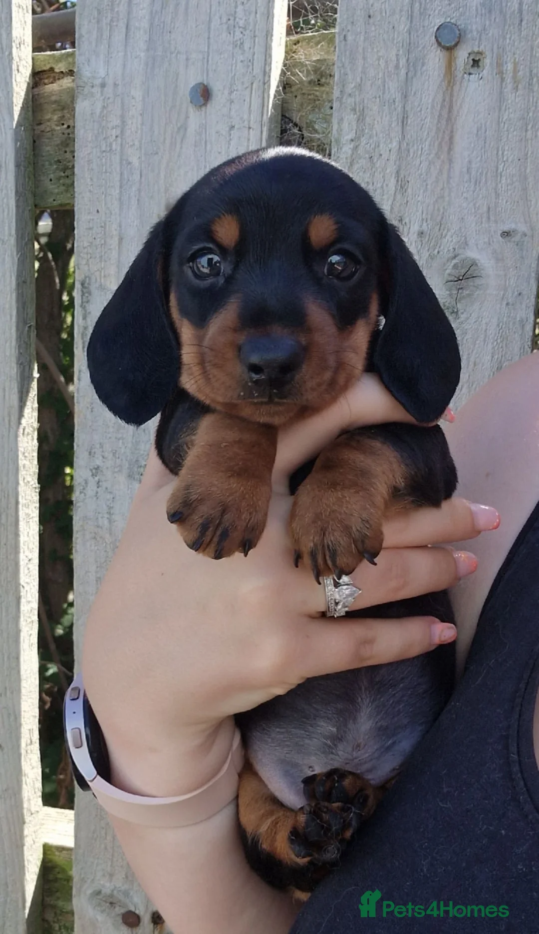 Miniature Dachshund dogs for sale: Champion UK & RUSSIAN Mini Smooth Dachshund  - Advert 21