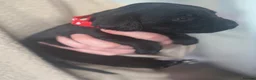 Springador dogs for sale: 🐾 Springador Puppies for Sale 🐾 - Advert 9