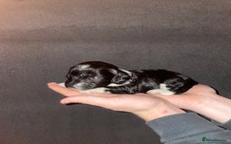 Mixed Breed dogs for sale: Gorgeous Sprockador puppy’s for sale - Image 13