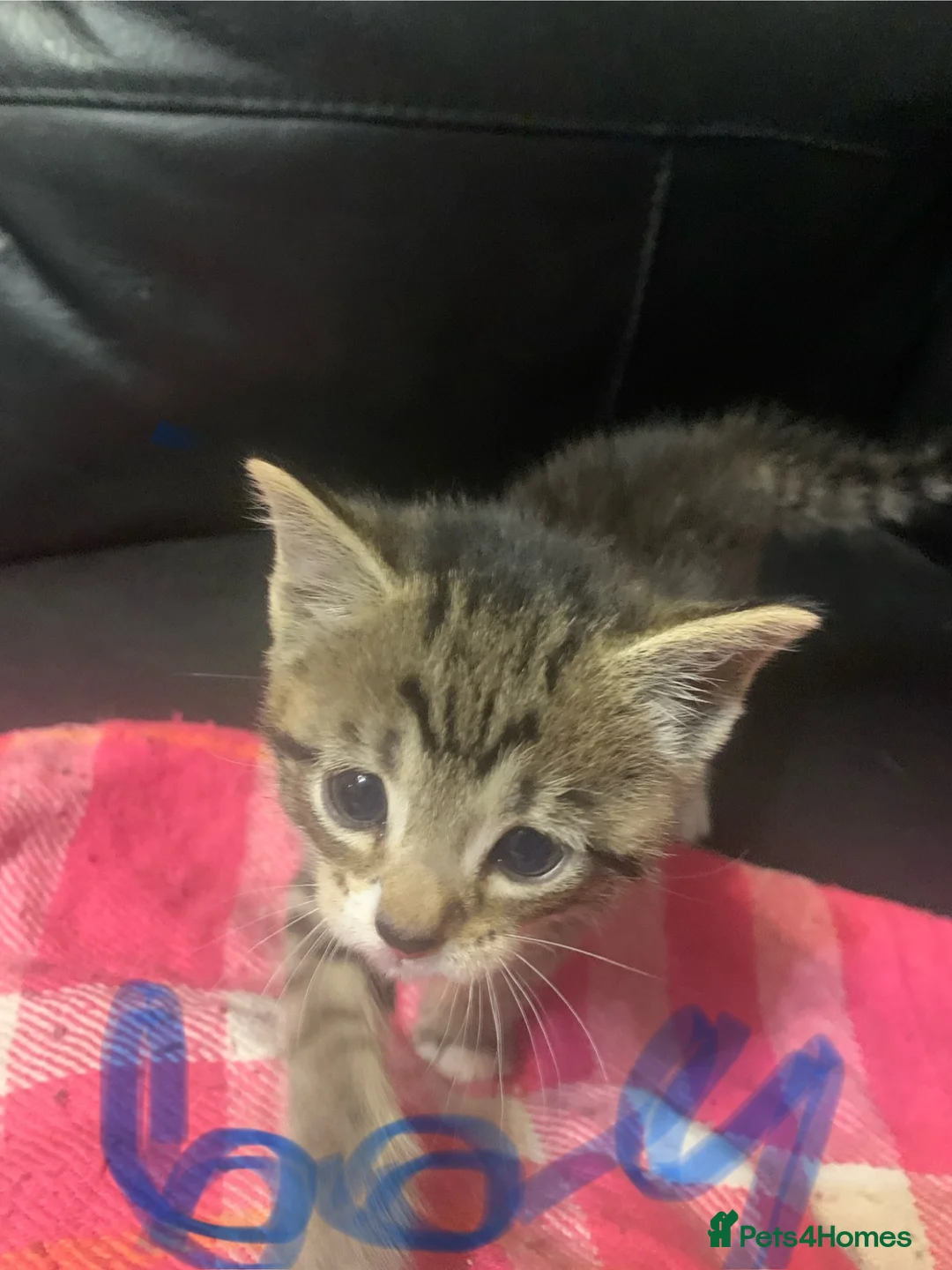 British Shorthair cats for sale: Kittens for sale  - Advert 1