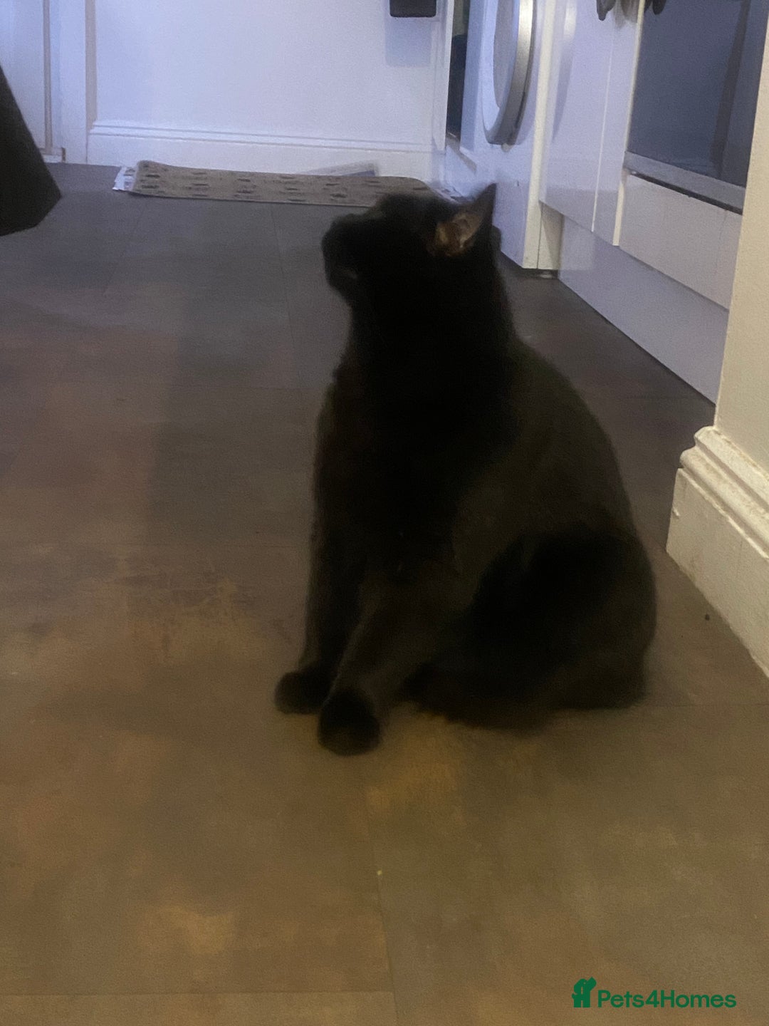 British Shorthair cats for sale: Looking for a New Loving Home for Titi! 🐾 - Image 4