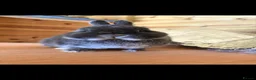Netherland Dwarf rabbits for sale: Netherland dwarf kits *read ad* - Advert 5