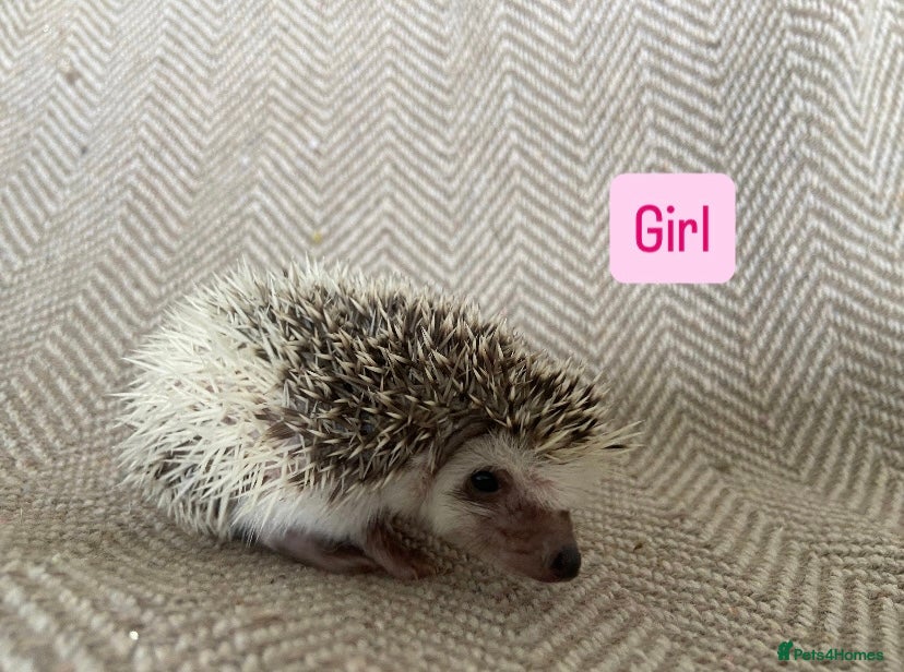 Pygmy Hedgehog rodents African Pygmy Hedgehogs  - Advert 18