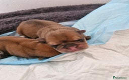 Mixed Breed dogs for sale: Frenchies looking for their forever sofa - Image 13