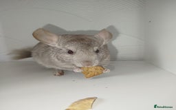 Chinchilla rodents for sale: Cuddly male chinchilla for sale - Image 2