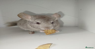 Chinchilla rodents - Advert 15