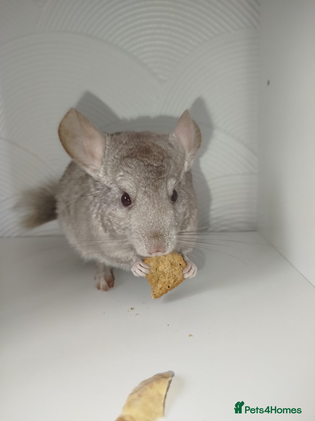 Chinchilla rodents for sale: Cuddly male chinchilla for sale - Image 2