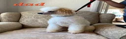 Cockapoo dogs for sale: ⚜️Pure Quality Cockapoos ⚜️ - Advert 35