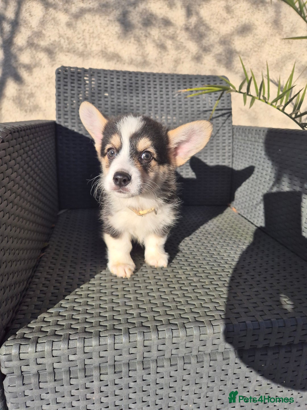 Welsh Corgi Pembroke dogs for sale: Kc reg Serbian lined bob & longtail - Advert 20