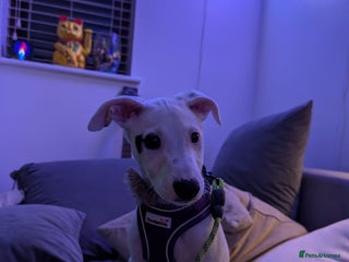 Whippet dogs Dottie - Cute Whippet Mix - Advert 1