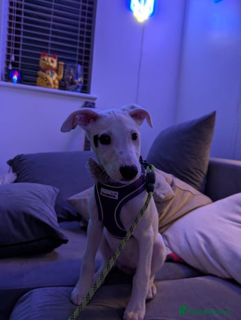 Whippet dogs Dottie - Cute Whippet Mix - Advert 1