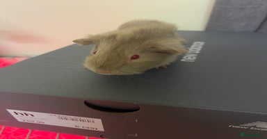 Guinea Pig rodents - Advert 10