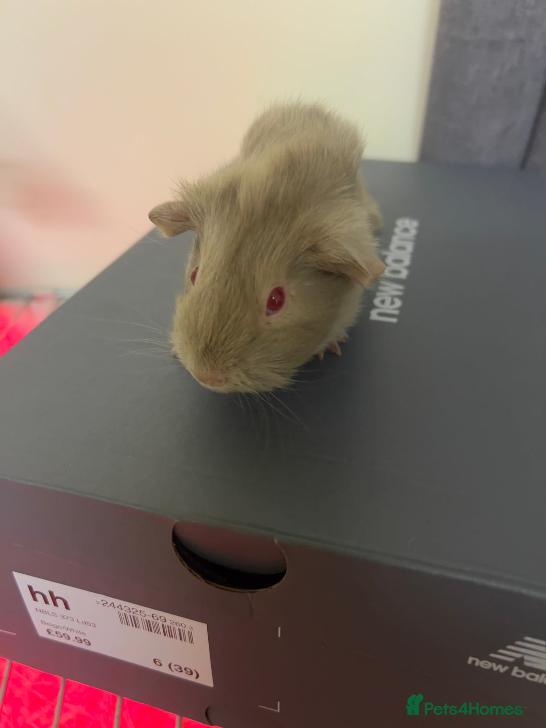 Guinea Pig rodents for sale: Baby guinea pigs - Image 2