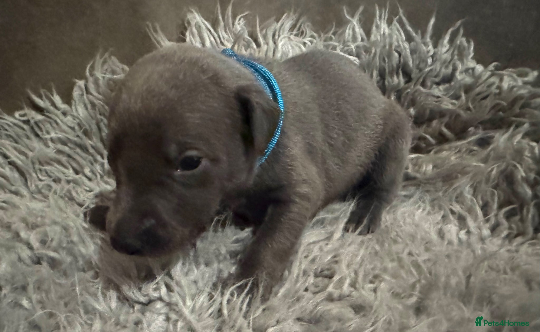 Whippet dogs for sale: 💙 Stunning KC Registered Blue Whippet Puppies  - Advert 23