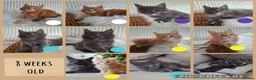 Maine Coon cats for sale: 🤍🐈‍⬛GORGEOUS 8 WEEK OLD MAINE COON KITTENS🐈‍⬛🤍 - Advert 14