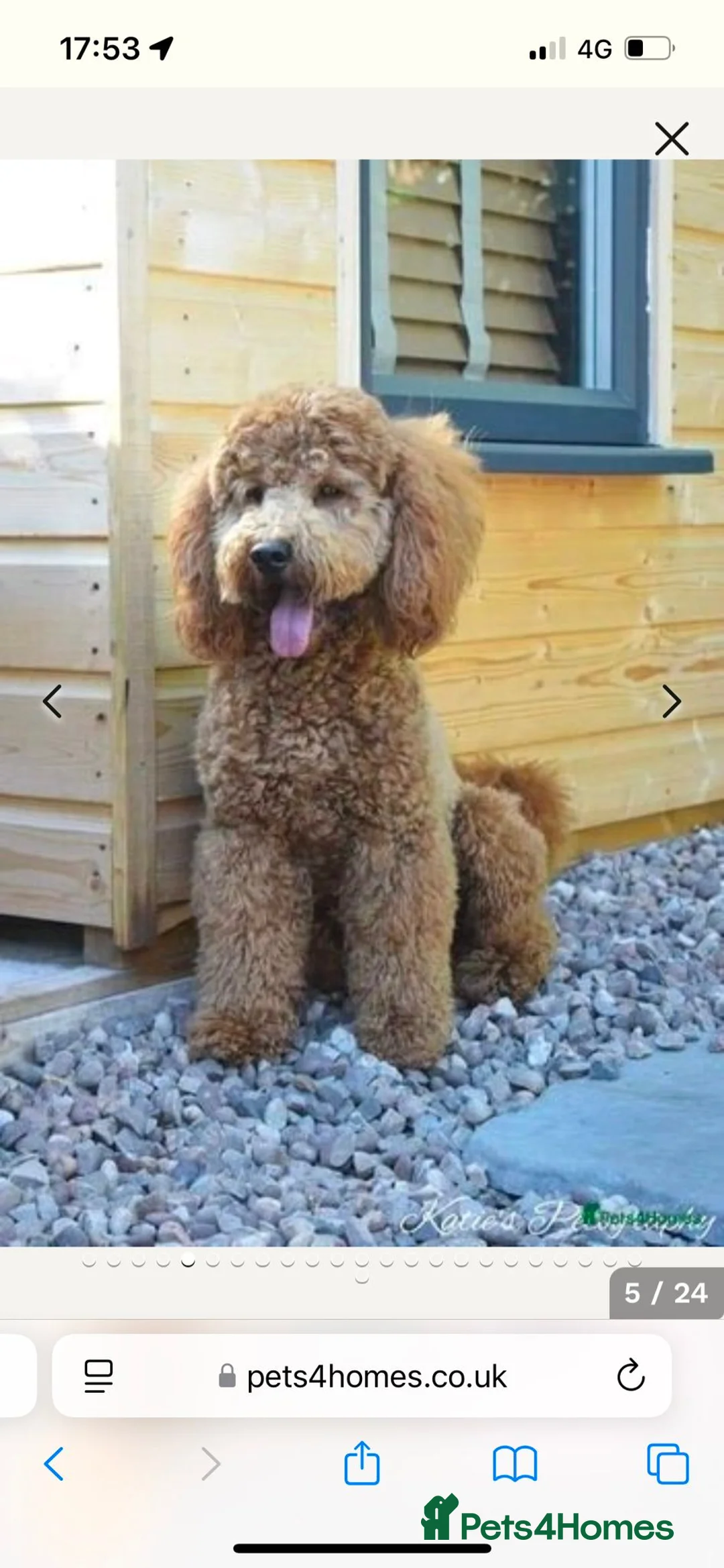 Cockapoo dogs for sale: F1 cockapoo puppies - Advert 6