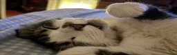 British Longhair cats for sale: One year old Long haired male  - Advert 5
