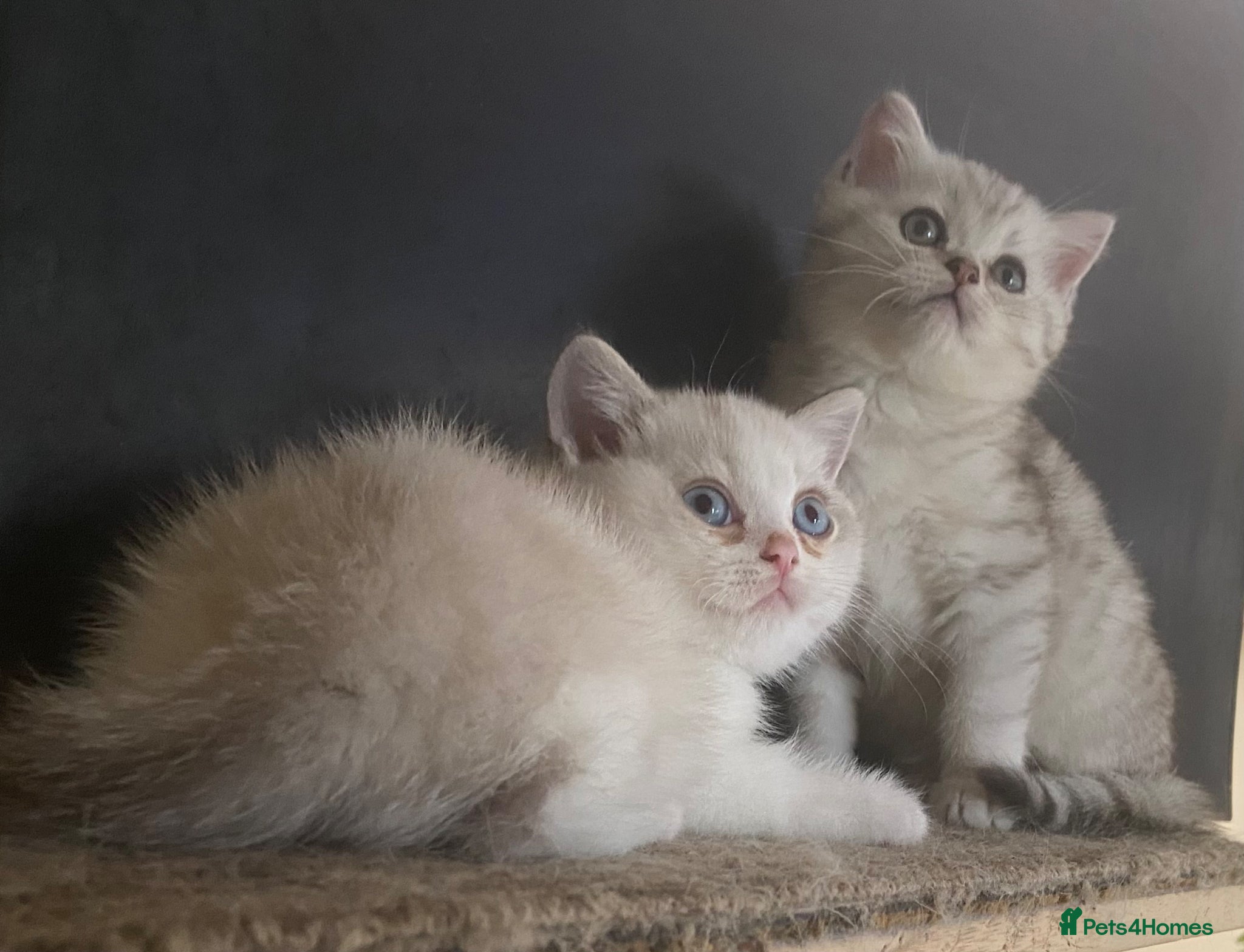 Munchkin cats ✨ Adorable TICA Registered Munchkin Kittens ✨ - Advert 1