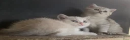 Munchkin cats for sale: ✨ Adorable TICA Registered Munchkin Kittens ✨ - Advert 12