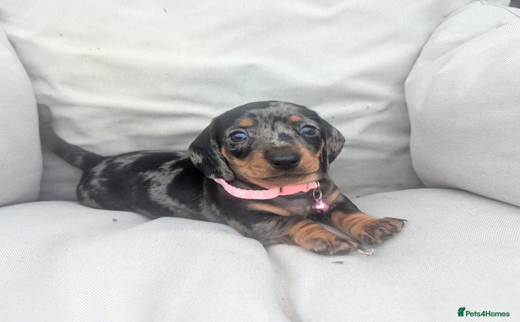 Miniature Dachshund dogs - Advert 4