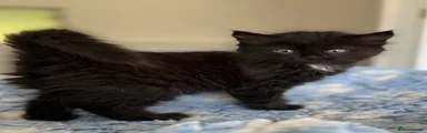 Mixed Breed Kitten 4