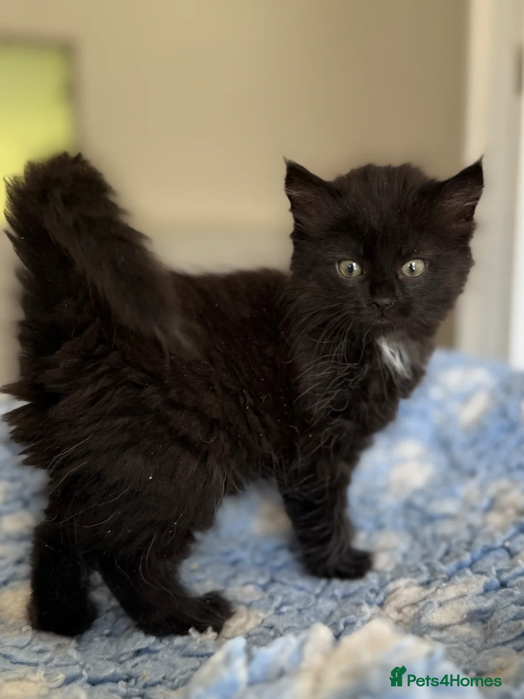 Mixed Breed cats for sale: Gorgeous kittens  - Advert 9