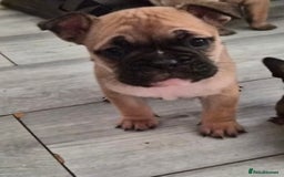 Mixed Breed dogs for sale:  Female Hybrid Bulldog Pups - Image 13