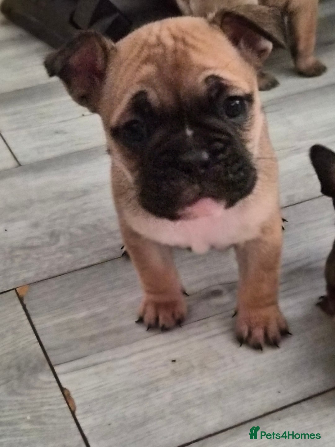 Mixed Breed dogs for sale:  Female Hybrid Bulldog Pups - Image 13