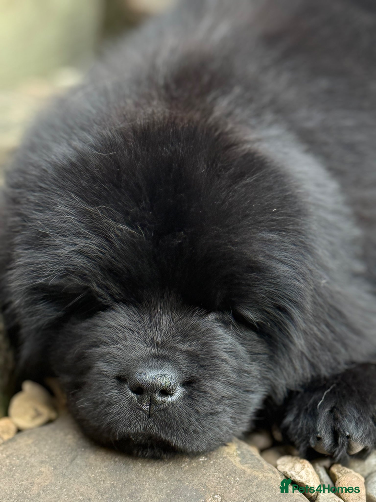 Newfoundland dogs Newfoundland puppies  - Advert 2