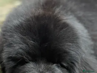 Newfoundland dogs Newfoundland puppies - Advert 2