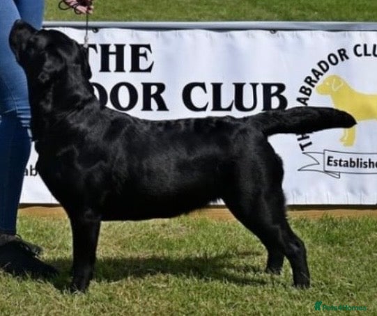 Labrador Retriever dogs Show Labrador puppies for sale  - Advert 2