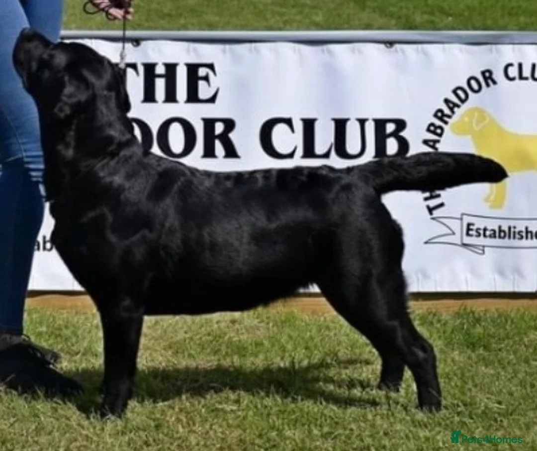 Labrador Retriever dogs for sale: Show Labrador puppies for sale  - Advert 1