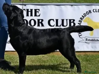 Labrador Retriever dogs Show Labrador puppies for sale - Advert 1