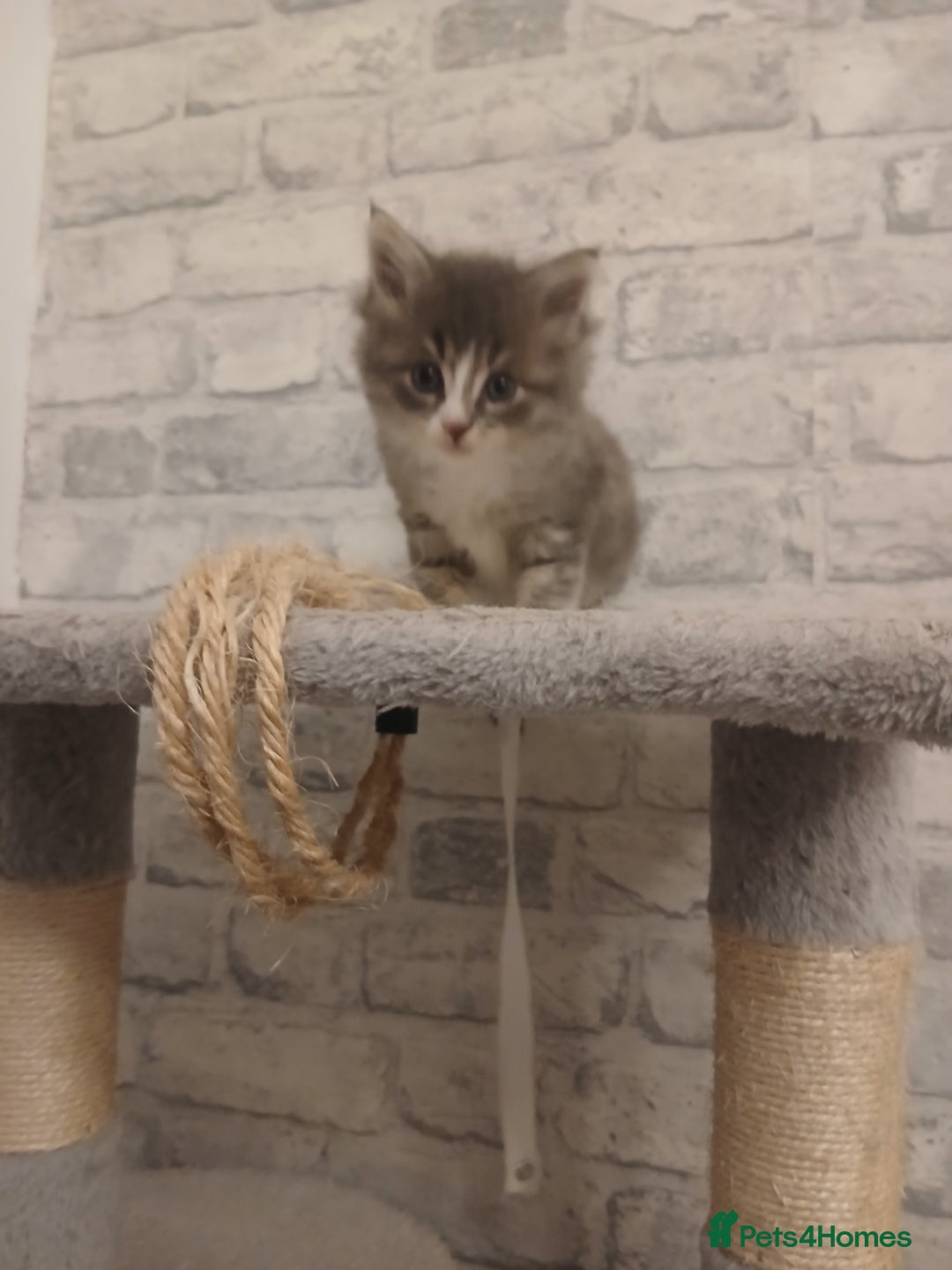 Maine Coon cats for sale: Mainecoon kittens  - Image 20