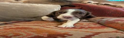 English Springer Spaniel dogs for sale: Springer Spaniel Pups  - Advert 5