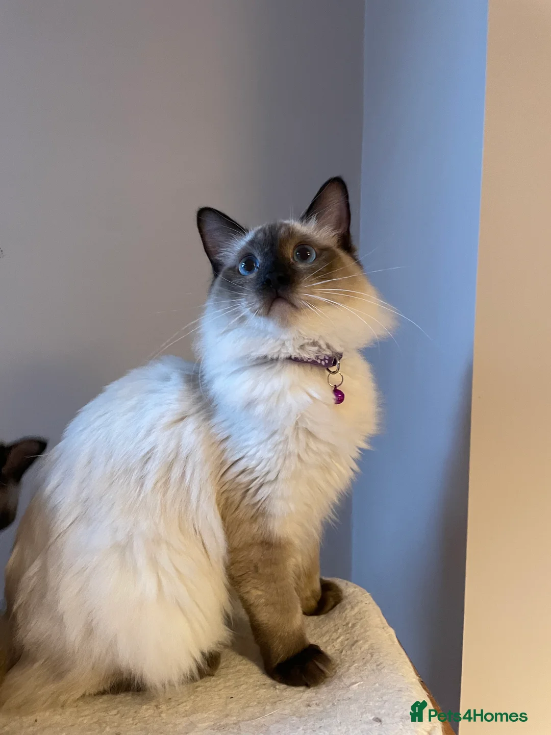 Ragdoll cats for sale: Beautiful Ragdoll boys - Advert 4