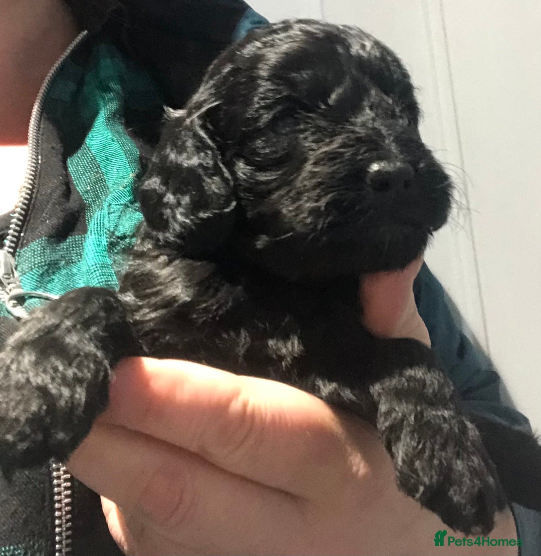 Cockapoo dogs for sale: F1 cockapoo puppies registered breeder  - Advert 19
