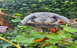 French Lop rabbits for sale: French Lop Bunnies 🐰  - Image 18