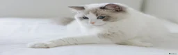Ragdoll cats for sale: Best Ragdoll kittens - Advert 1