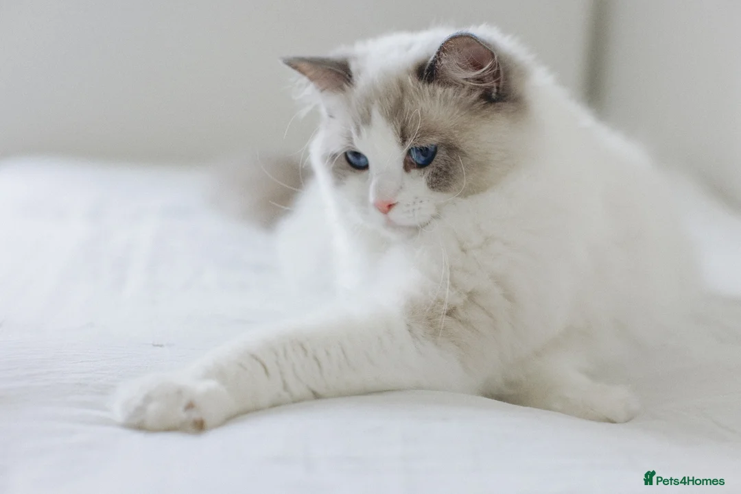 Ragdoll cats for sale: Best Ragdoll kittens - Advert 1
