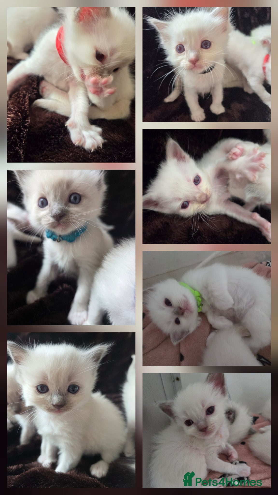 Ragdoll cats EXTENSIVELY TESTED LILAC&BLUE GCCF RAGDOLL KITTENS - Advert 1