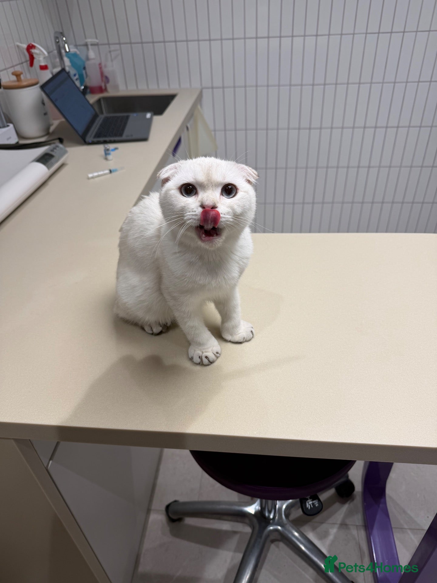Scottish Fold cats Scotish fold  - Advert 1