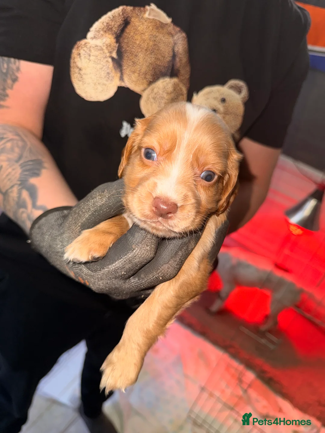 Sprocker dogs for sale: Sprocker Pups - Advert 26