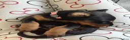 Dobermann dogs for sale: 1 Beautiful Female Doberman Puppy  - Advert 5