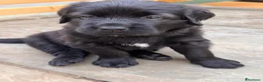 Jude