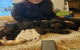 Cockapoo dogs for sale: F1b cockapoo - Image 9