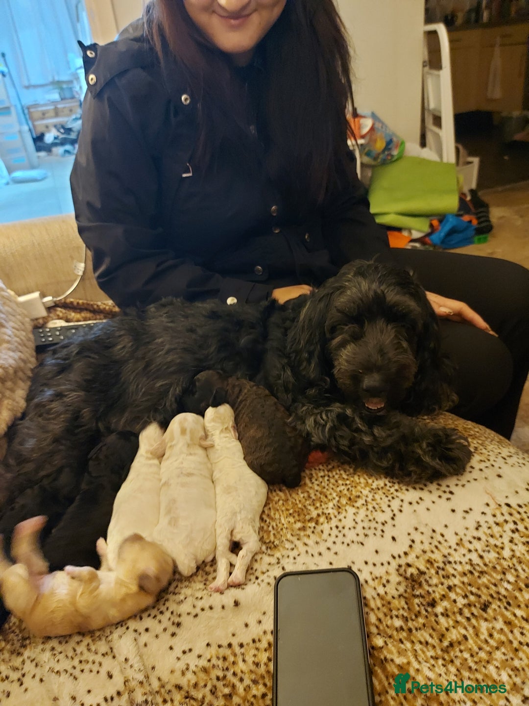 Cockapoo dogs for sale: F1b cockapoo - Image 9