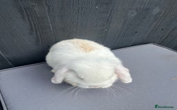 Mini Lop rabbits for sale: Mini lop Bunnies’s  - Image 5